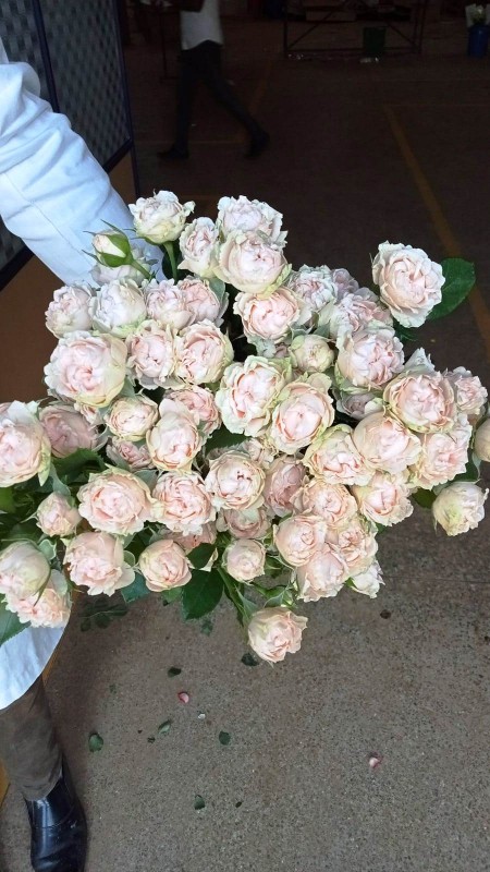 Spray Roses from Kenya